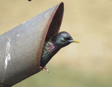 shetland bird peeking out of pipe